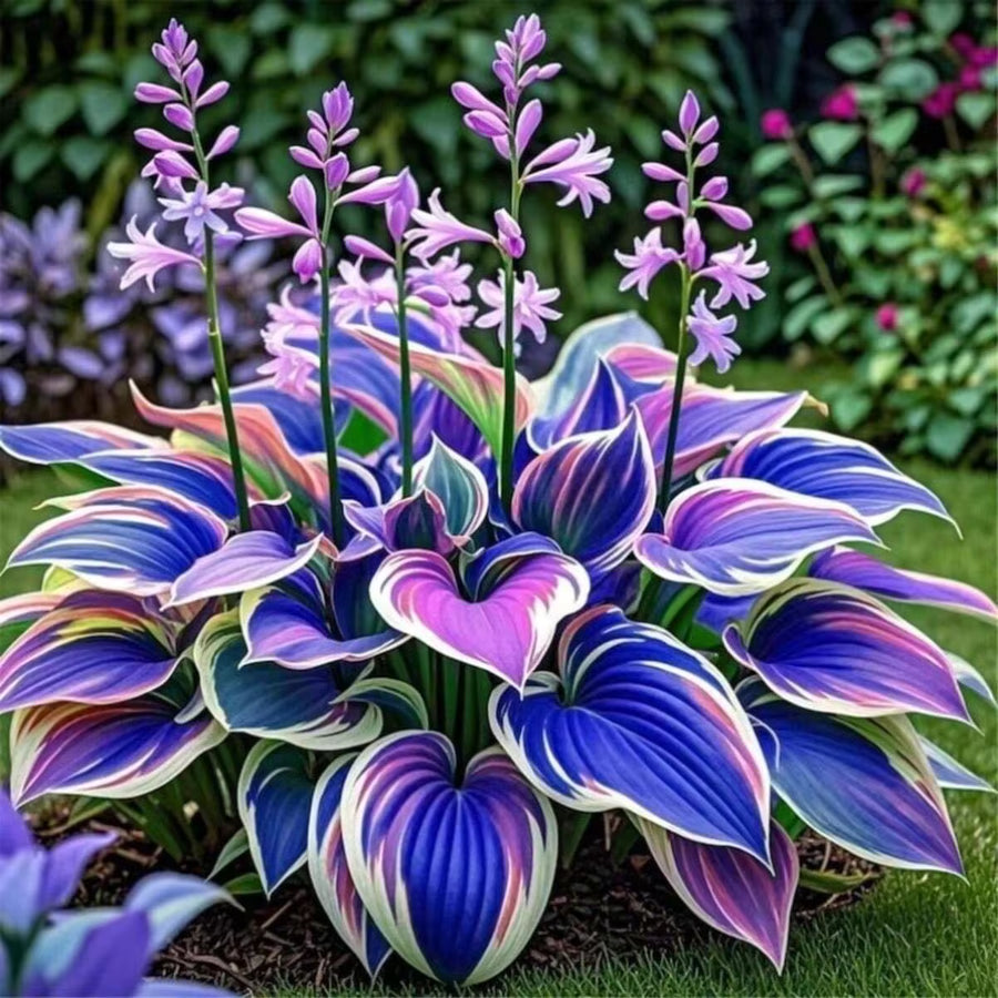 Hosta Is Decorated At The Edges Of Garden Pools, Streams, And Other Water Features- Round Color For, Garden, Weddings & Events - Low-Maintenance All-Season Decoration